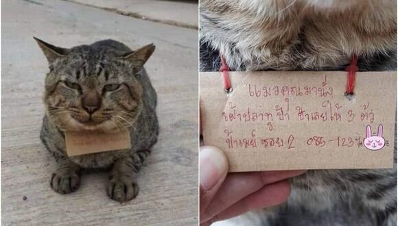 La historia y fotografías se hicieron virales en redes sociales por la cara de satisfacción del felino. (Foto: ช้างเผือก / Facebook)