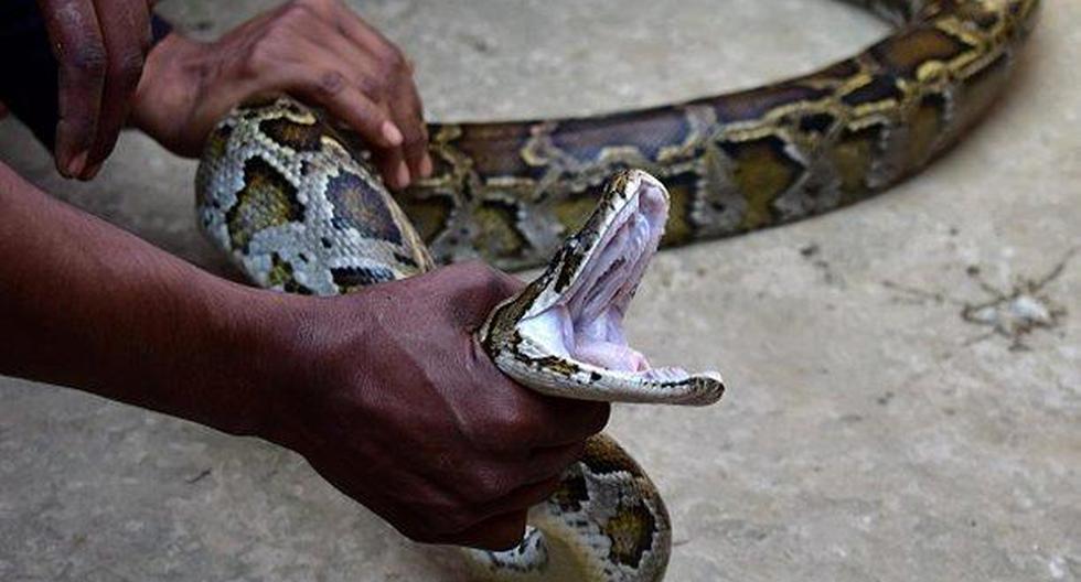 Un cazador captura a una serpiente que había sorprendido a un adolescente mientras estaba haciendo sus necesidades en el cuarto de baño. (Foto: Getty Images)
