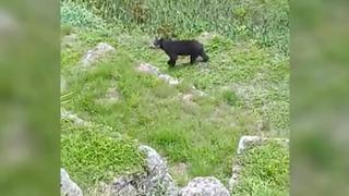 Cusco: filman a dos osos deambulando por Machu Picchu | VIDEO