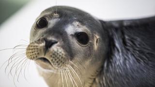 130 focas muertas fueron encontradas en orillas de lago ruso