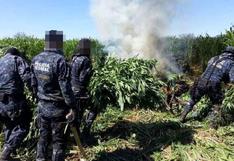 México: Policía descubre mil toneladas de marihuana en sembradíos de sorgo