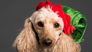 5 claves para hacer una sesión de fotos navideña a tu mascota