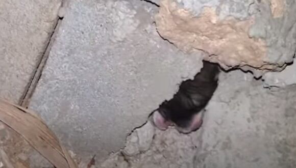 Un cachorro estaba llorando, pues había quedado atrapado dentro de una pared. (Foto: ViralHog / YouTube)