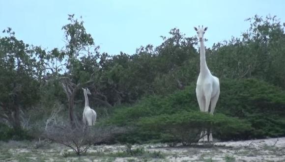 El leucismo que presentan estas jirafas hace que sean blancas.
(Foto: captura de YouTube)