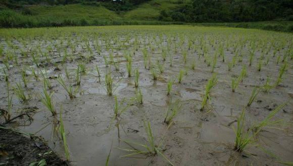 Valle de Tambo: agricultores logran rescatar cosecha de arroz