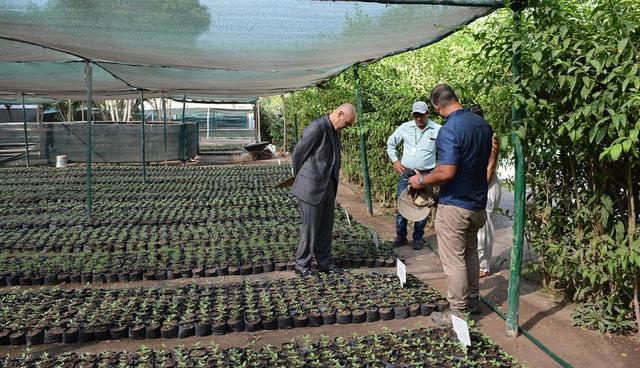 En los viveros de Surco están listos más de 600 molles, 400 gravileas, 400 meijó y 4 mil especies de guaranguay para ser colocados.&nbsp;(Foto: Difusión)