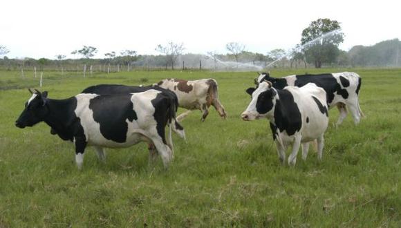 Minagri dicta medidas para evitar impacto de rabia en ganadería