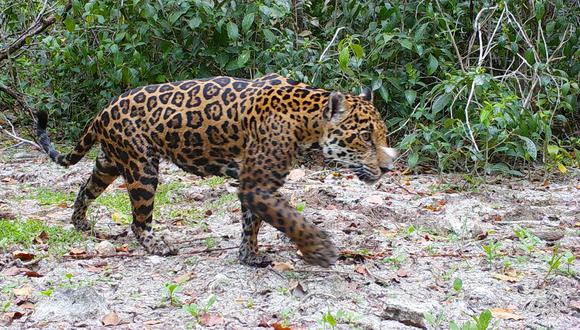 La IA ahora incursiona en la conservación de la naturaleza: identificó jaguares en una reserva natural de México.