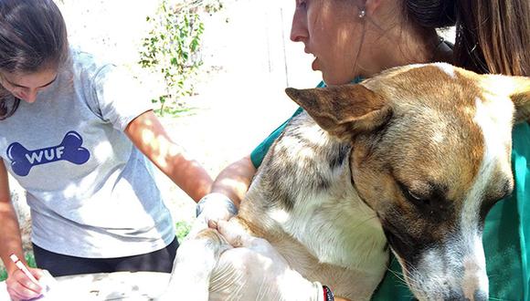 Gracias a diversos convenios, los perros afiliados a los albergues de WUF pueden recibir atención veterinaria oportuna. En esta oportunidad, podrán recibir hemogramas gratuitos gracias a Suprovet Lab.