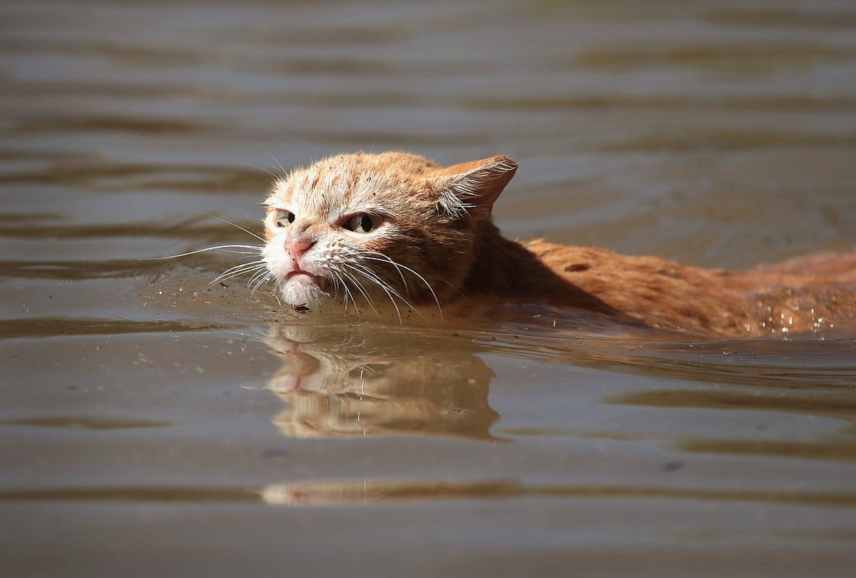 Un gato en medio de la inundación de 2017 en Texas.  (Foto: Getty Images) | Referencial