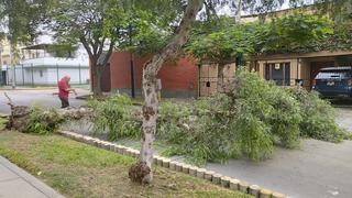 Surco: caída de árbol en la calle alarma a vecinos del parque El Periodista | FOTOS