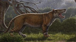 Un nuevo carnívoro gigante descrito a partir de huesos olvidados por décadas en museo