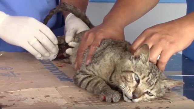 Gato se recupera tras rasguñar la muerte en incendio - 4