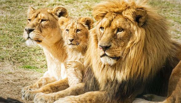 Este 10 de agosto se celebra el Día Mundial del León para concientizar a las personas sobre la importancia de estos preciosos animales. (Foto: AFP)