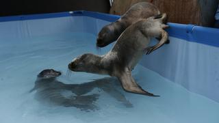 Voluntarios rehabilitan a crías de lobos marinos que vararon en las costas [FOTOS]