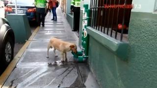 Tacna: comisarías instalan dispensadores de comida para perros callejeros