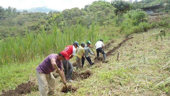 Piura perdió el 31% de bosques por la agricultura migratoria