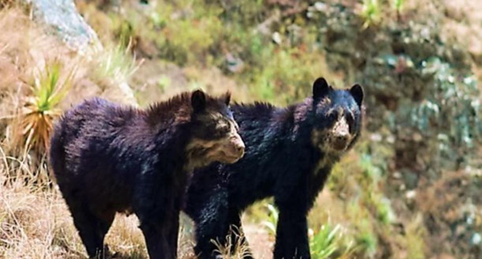 El oso andino es una especie en peligro de extinción. (Foto: Andina)