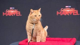 "Captain Marvel": ¿quién es Goose? La historia del gato de Carol Danvers y Nick Fury