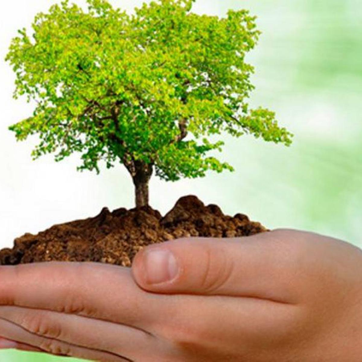 Día Nacional del Árbol: pequeñas acciones para cuidar nuestros bosques |  rmmn emcc | VAMOS | EL COMERCIO PERÚ