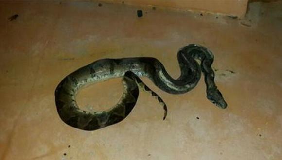 Serpiente dejó sin energía eléctrica a una provincia de Panamá