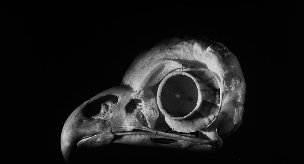 El hallazgo, publicado en la prestigiosa revista científica Nature, consiste en una serie de restos de la anatomía blanda de un ave. (Foto: Getty Images)