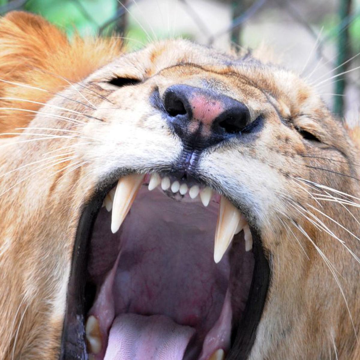 Tanzania: leones matan a tres niños cerca de reserva natural | MUNDO | EL  COMERCIO PERÚ