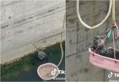 Conmovedor rescate de gatito atrapado en río se roba los corazones en TikTok | VIDEO