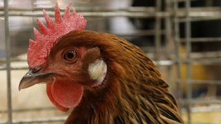 Condenan a un año de prisión a hombre en Paraguay por abusar de una gallina