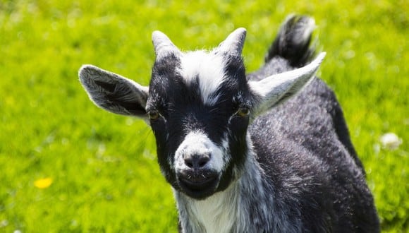 Las cabras demostraron tener un mayor&nbsp;ritmo cardíaco cuando escuchaban un balido positivo en comparación con uno negativo. (Foto: Referencial - Pixabay)