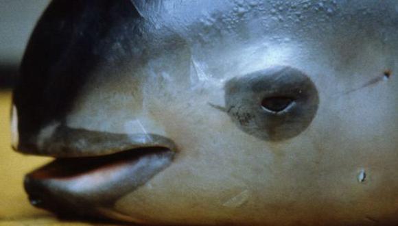 ¿Puede México evitar la extinción de la vaquita marina?