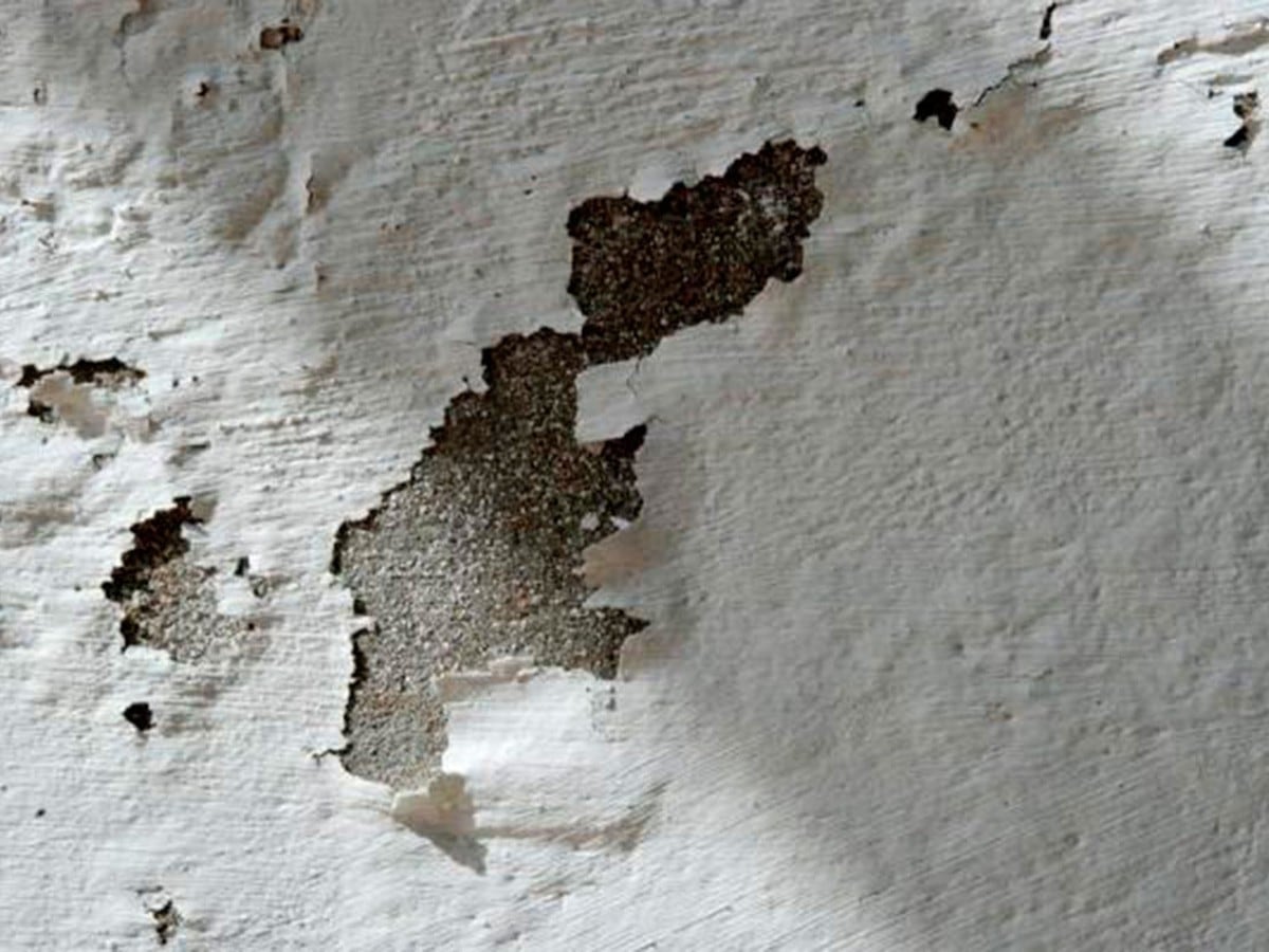 Descubre el antimoho que, en pocos minutos, limpiará y desinfectará tus  paredes - Blog de El Mundo del Pintor