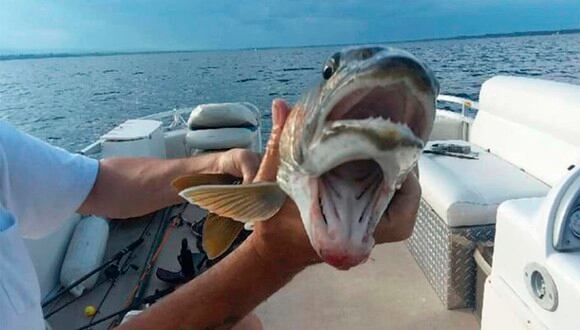 Debbie Geddes asegura que realizó la "captura de su vida" al pescar a este pez con dos bocas.
