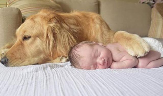 Cachorra da la bienvenida a su 'hermana' recién nacida y se roba el corazón de miles. (Instagram: @berkeleythegoldengirl)