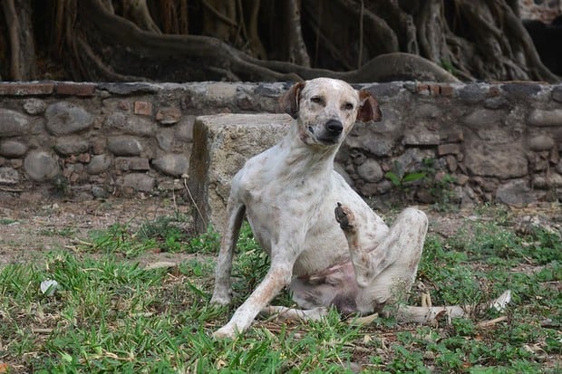Si el rascado es frecuente de nuestras mascotas, debemos llevarlo a un veterinario (Foto: Pixabay)