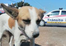 WUF: ‘Esme’, la perrita que fue rescatada y ahora ayuda a oficiales en México