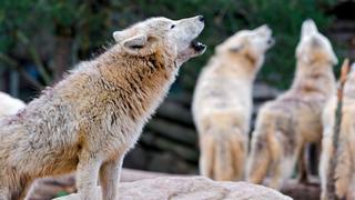 Los lobos aúllan porque se preocupan por los compañeros ausentes