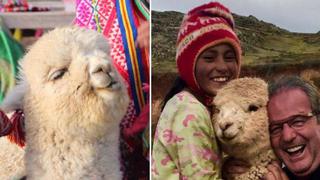 Twitter: canadiense queda "enamorado" de las alpacas peruanas