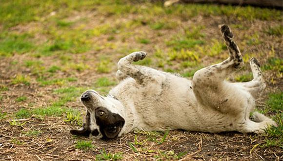 ¿Sabías que tu perro puede adquirir pulgas y garrapatas en el parque?