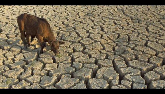 Sequía obliga a animales a buscar alimentos en zonas urbanas