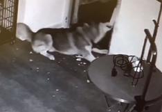 YouTube: un perro siberiano escapa de su jaula y hace lo menos pensado