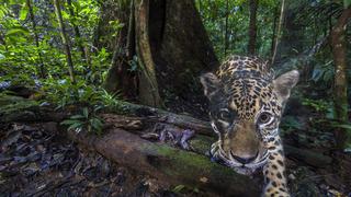 Las primeras imágenes de jaguares en su hábitat natural captadas por una cámara trampa | FOTOS