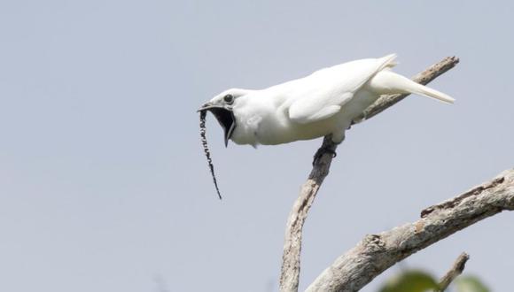 Un campanero blanco macho realizando su llamada de apareamiento.