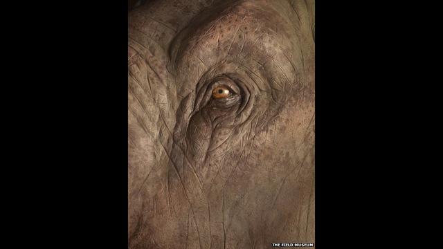 Cuando los mamuts dominaban la Tierra - 1