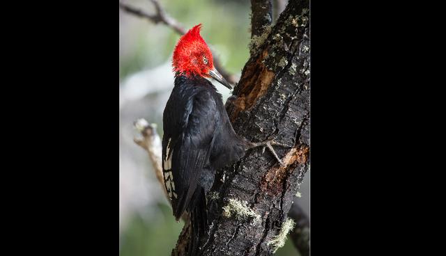 En la ruta de las Torres del Paine, en Chile, podrás ver pájaros carpinteros negros. (Foto: Shutterstock)