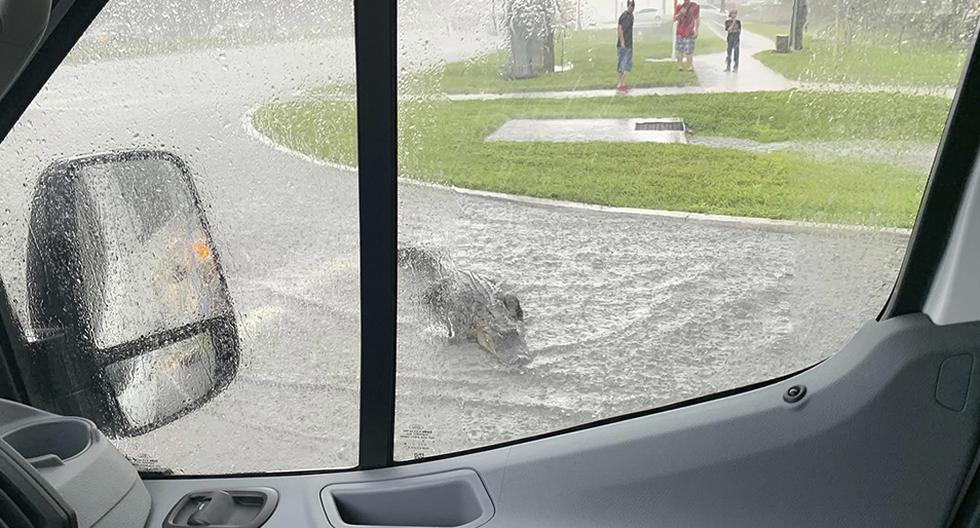 Un caimán de más de dos metros detiene el tráfico en una carretera inundada en Florida. (Facebook | Roger Light Jr)