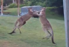 Australia: Dos canguros boxeadores se estrellan contra la carpa de una familia