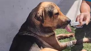 Murió ‘Stich’: cuál es la triste historia del perro que conmovió a todo México