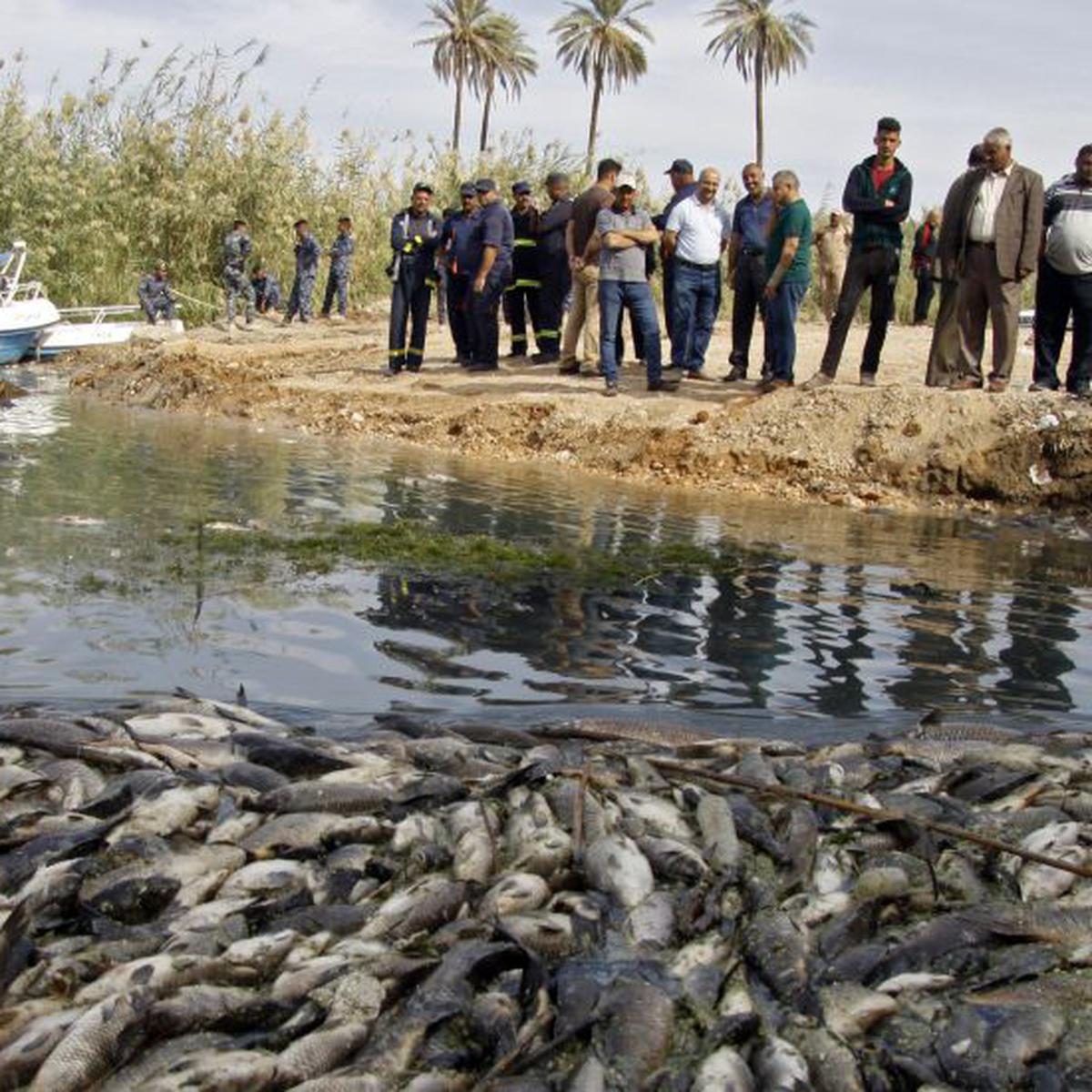 La Misteriosa Enfermedad Que Mata A Los Peces En El Rio Eufrates Historias Mag Poslednie tvity ot meme traviesa (@memetraviesa). la misteriosa enfermedad que mata a los