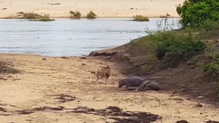 Hipopótamo se planta frente a un león para salvar a su madre